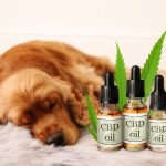 CBD kapi za male životinje