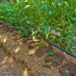 Učinkoviti sustavi za navodnjavanje u modernim vrtovima sustavi za navodnjavanje